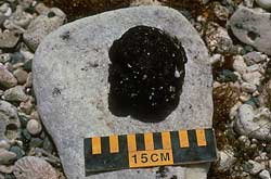 [This typical large tarball forms a dark blob on a rock.]
